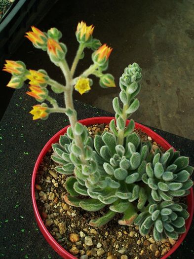 Echeveria setosa - Echeveria setosa