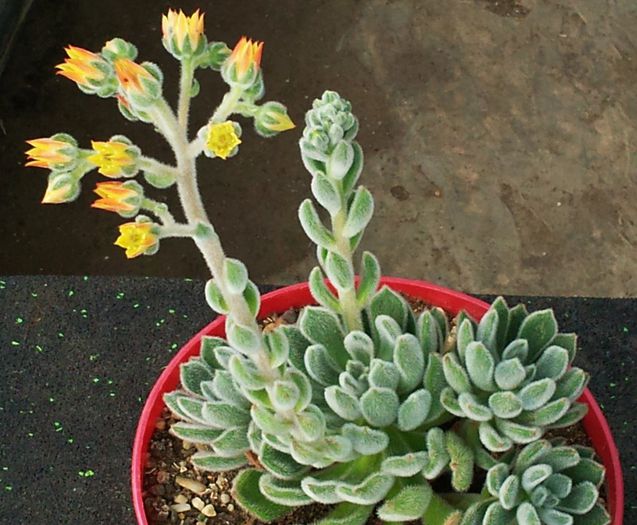 Echeveria setosa - Echeveria setosa