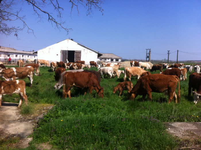 20.04.2013 - bovine de carne