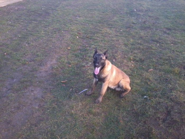 SEZI - CIOBANESC BELGIAN MALINOAS