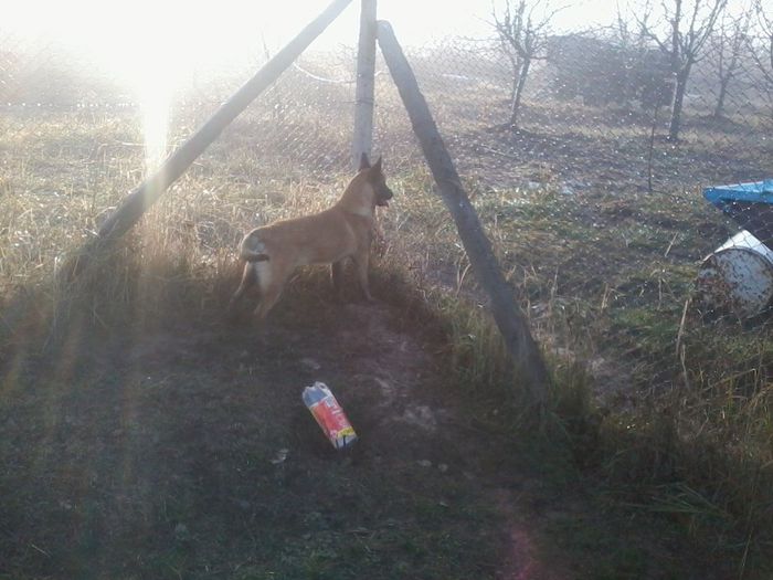 LIBER.. - CIOBANESC BELGIAN MALINOAS