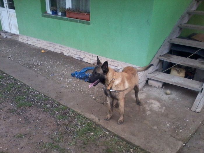 ATENT LA COMENZI - CIOBANESC BELGIAN MALINOAS