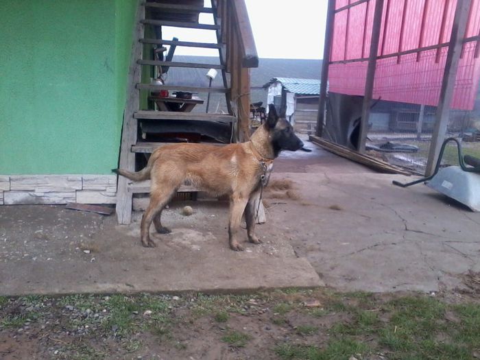 Fotografie-0101 - CIOBANESC BELGIAN MALINOAS