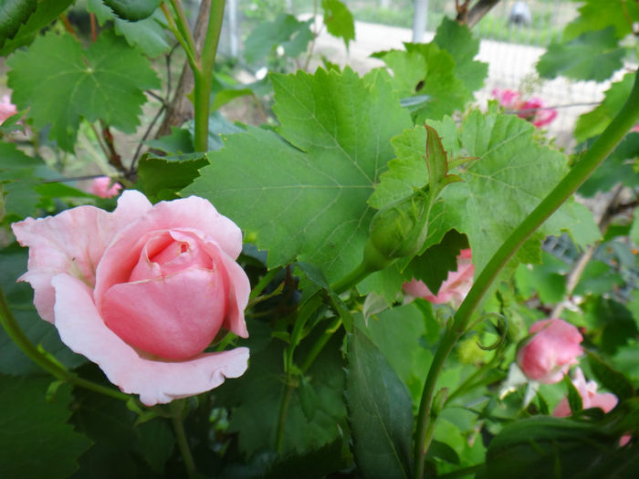 DSC01683 - tranafiri