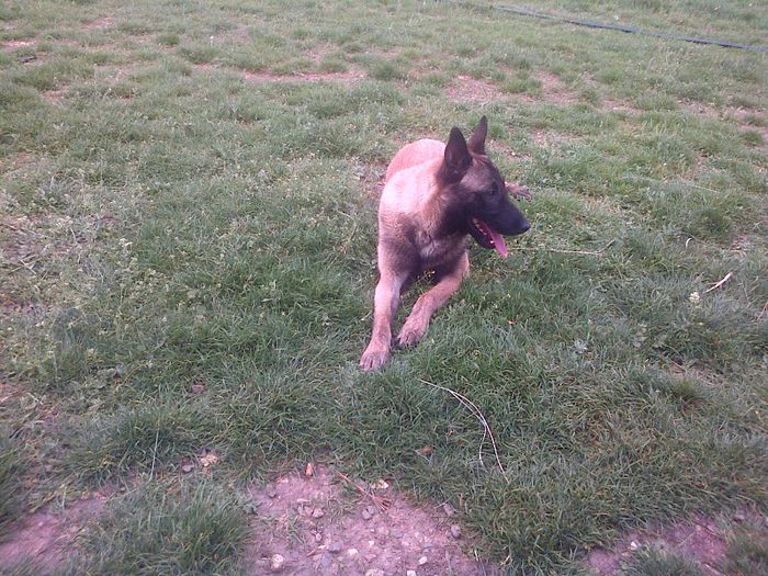 IMG-20130503-00085 - CIOBANESC BELGIAN MALINOAS