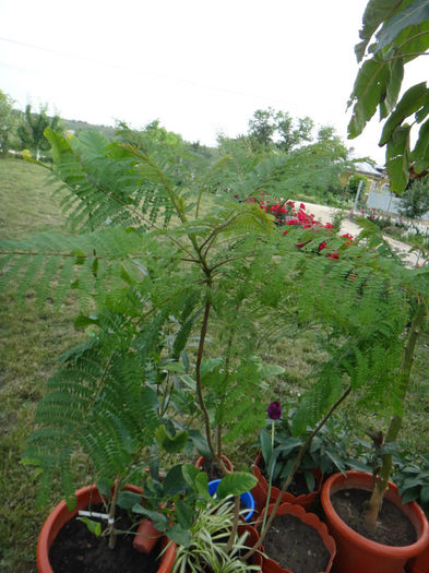 DSC01661 - jacaranda