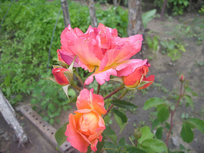 SDC12922 - Trandafiri I
