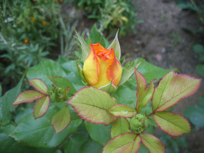 SDC12980 - Trandafiri I