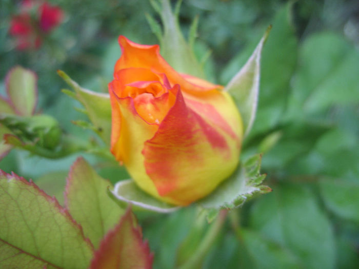 Magma - Trandafiri I