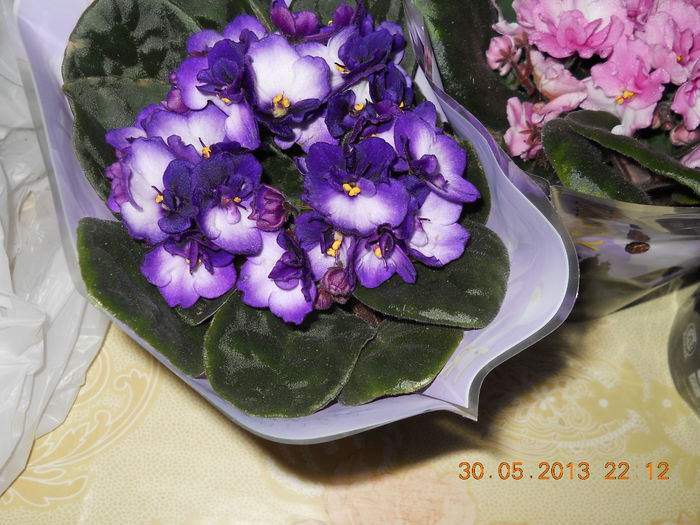 022 - VIOLETE 2013