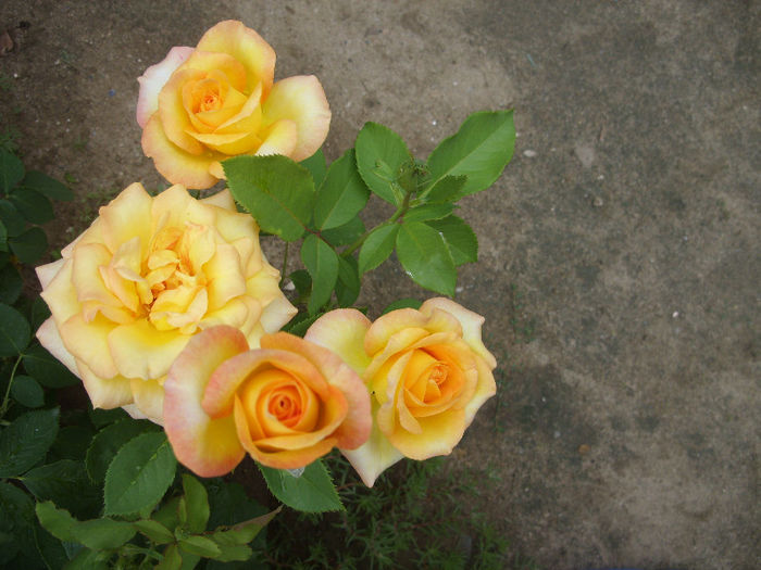 SDC13151 - Trandafiri I