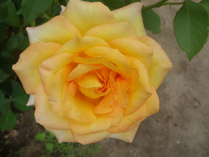 Magma - Trandafiri I