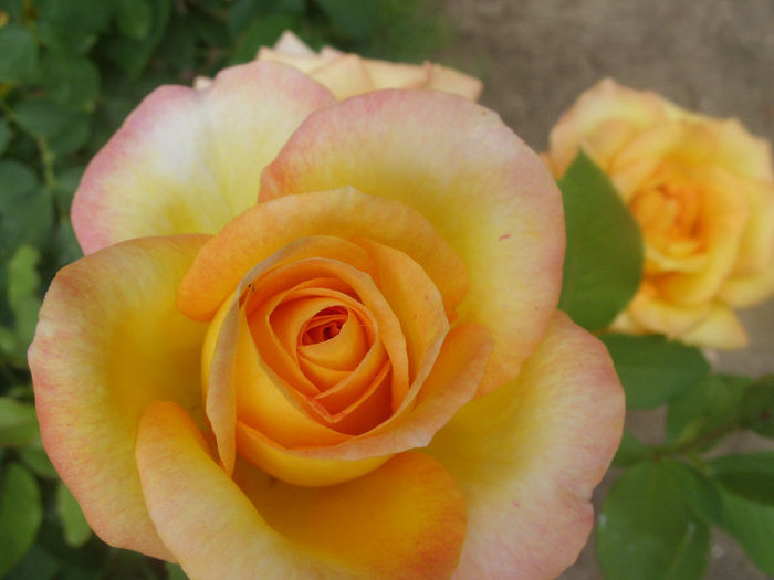 SDC13205 - Trandafiri I