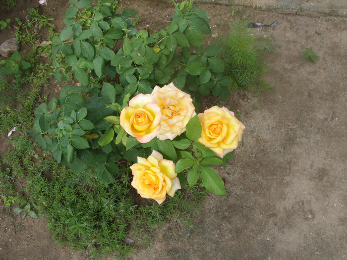 SDC13206 - Trandafiri I