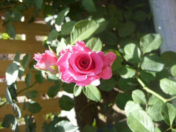 SDC13214 - Trandafiri I