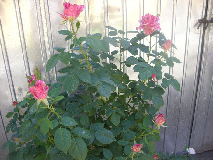 SDC13216 - Trandafiri I