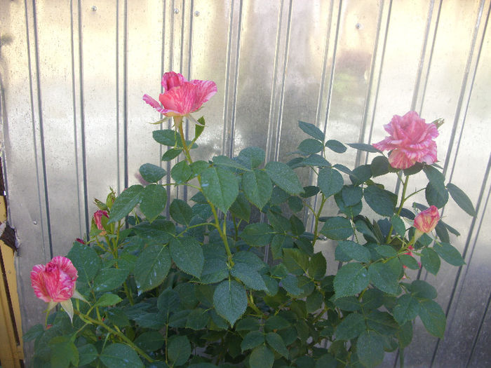 SDC13217 - Trandafiri I