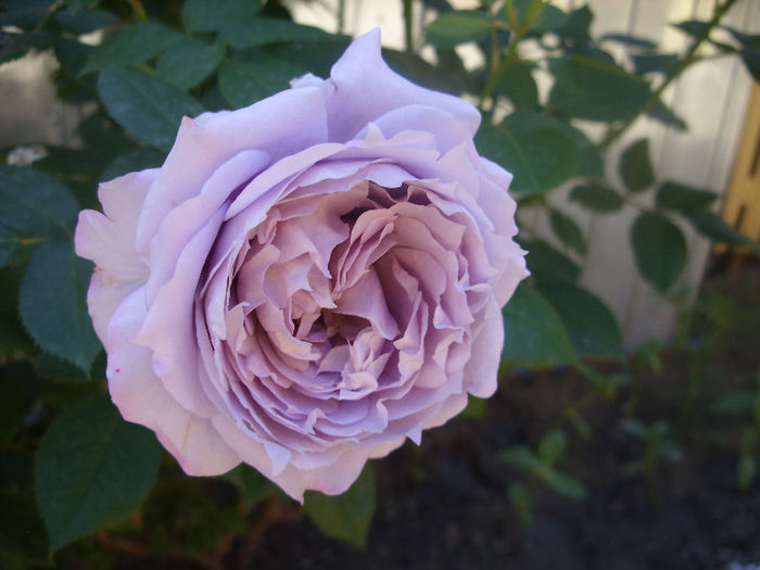 SDC13229 - Trandafiri I