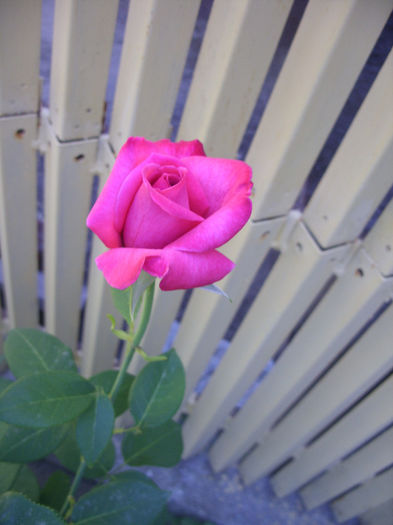 Lolita Lempicka? cel mai puternic parfum