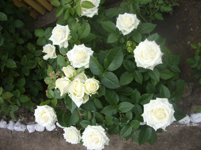 Alb din butas de la florarie