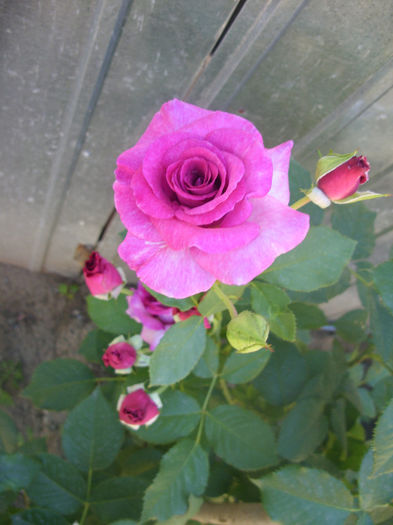 Violette Parfumee - Trandafiri I