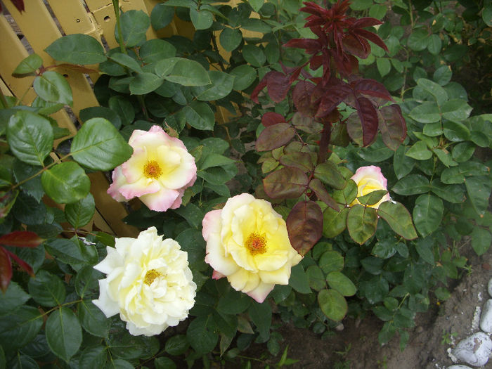 SDC13543 - Trandafiri I