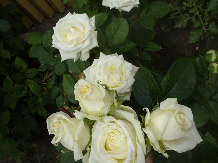 Alb din butas de la florarie - Trandafiri I