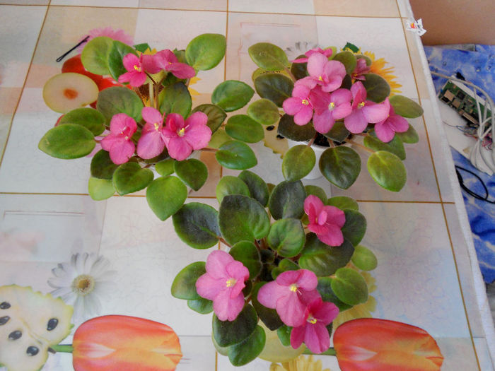DSCN4292 - x 2013