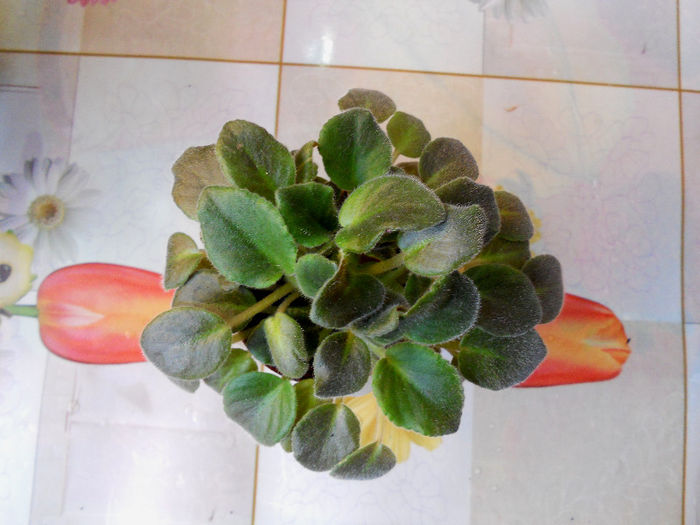 DSCN4300 - x 2013