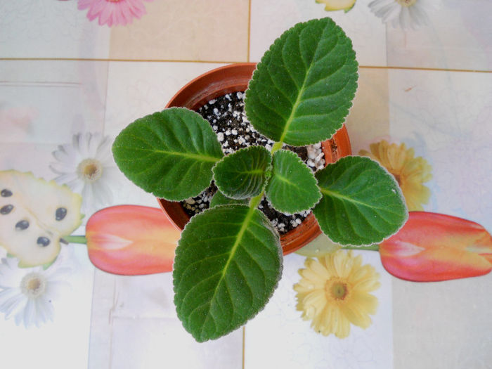 Burgundy Queen - Gloxinia 2013