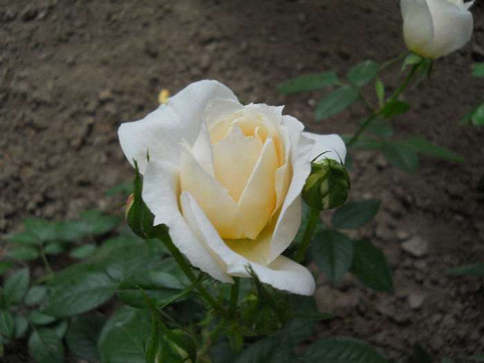 DSCN3421