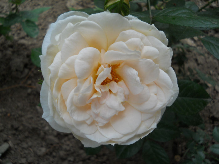 DSCN3420