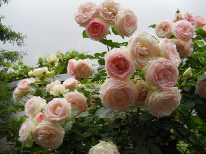 DSCN3417