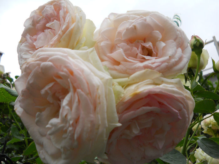 DSCN3416