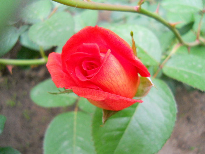 DSCN3415