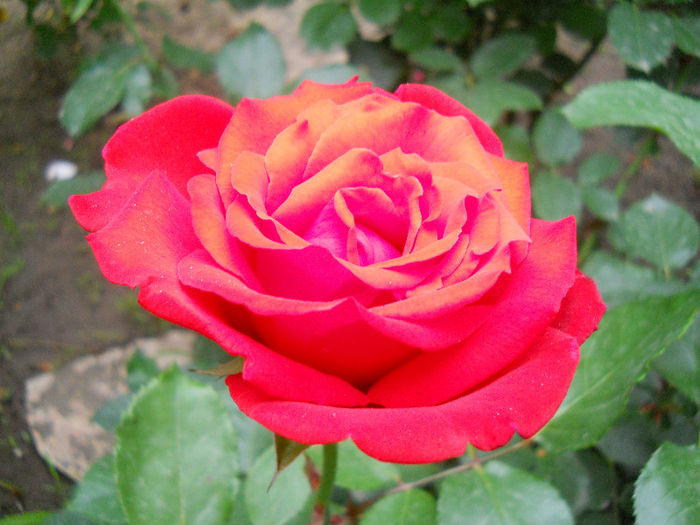 DSCN3414