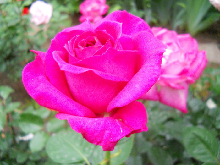 DSCN3412