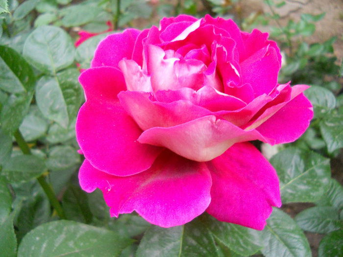 DSCN3411