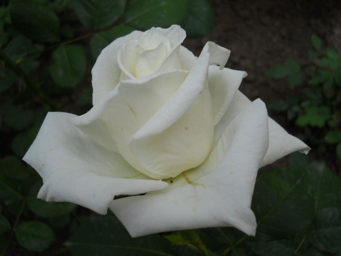 DSCN3408