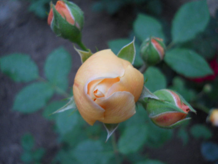 DSCN3407