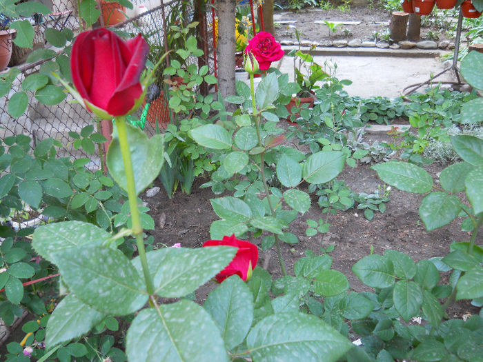 DSCN3378