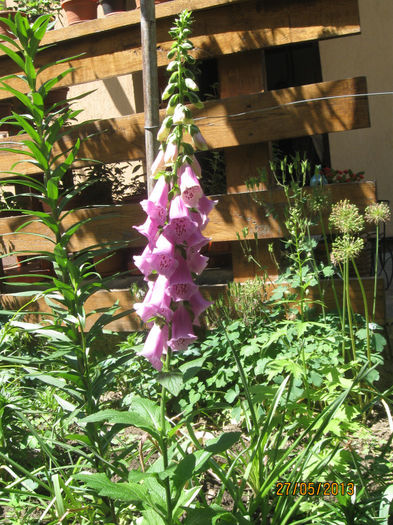 IMG_0375 - 1Gradina mea-2013