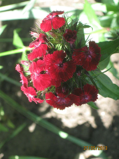 IMG_0380 - 1Gradina mea-2013