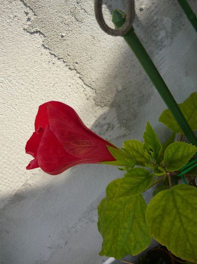 Picture 2829 - x 2013 Hibiscus rosa sinesis
