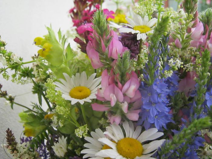 IMG_4828 - Flori de camp in mai