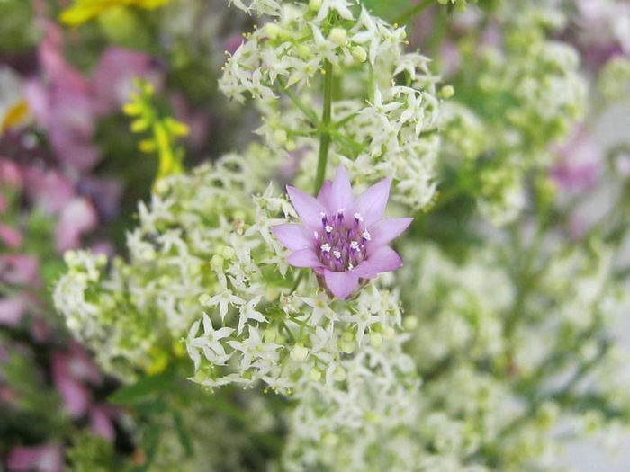 IMG_4829 - Flori de camp in mai