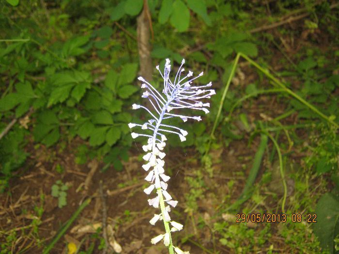 IMG_4508 - Flori de camp in mai