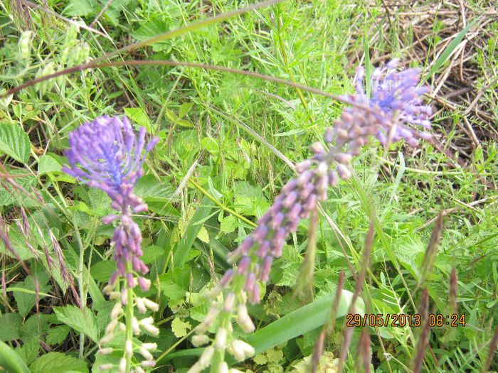 IMG_4512 - Flori de camp in mai