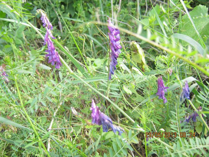 IMG_4513 - Flori de camp in mai