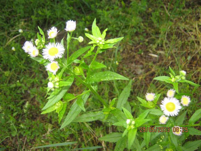 IMG_4515 - Flori de camp in mai